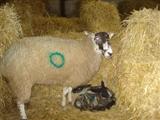 Picture of a sheep with new born Lamb